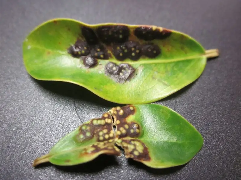 Ficus ampel pleje derhjemme