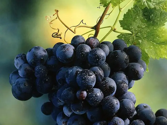 uvas rochefort