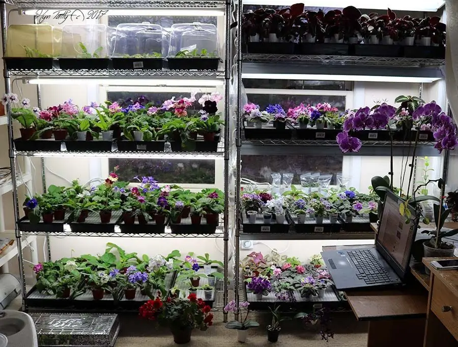 Shelving for violets