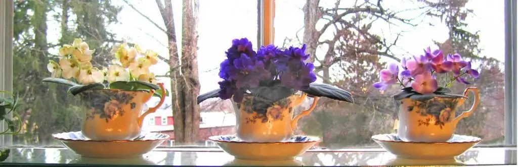 Violets on the windowsill