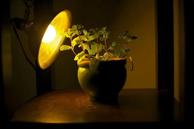 indoor plant lamp