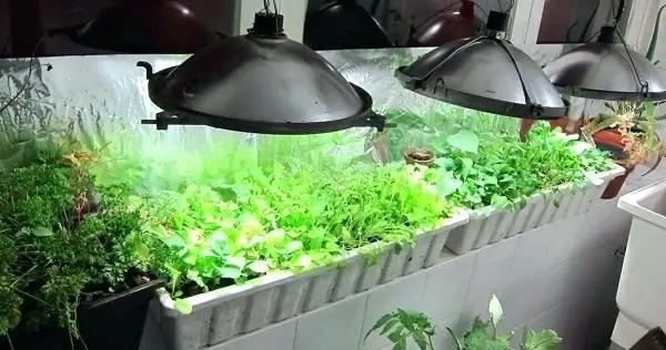 lighting plants with fluorescent lamps