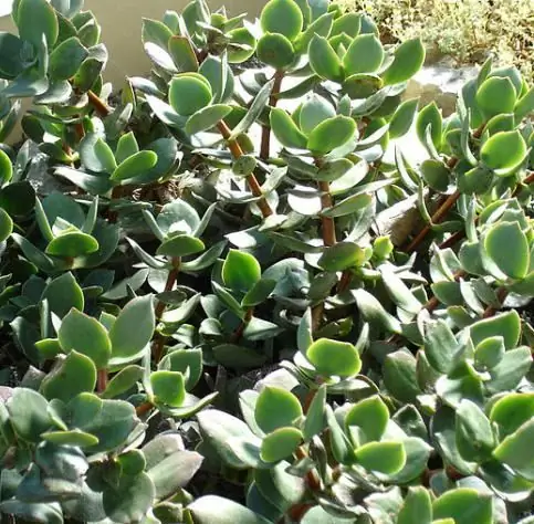 succulents za nyumbani