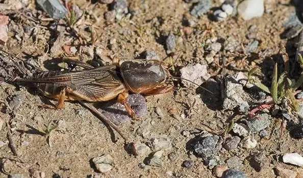 učinkovite metode ravnanja z medvedom