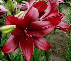 Lub npe ntawm ntau yam ntawm lilies