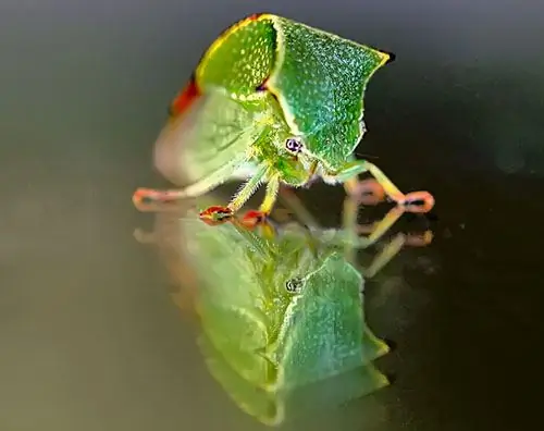 cigarra de búfalo