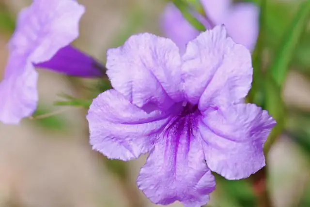 Ruellia zieds