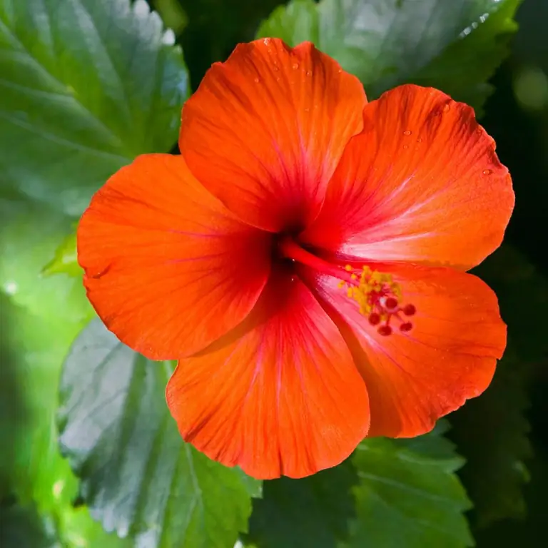 China rose or hibiscus