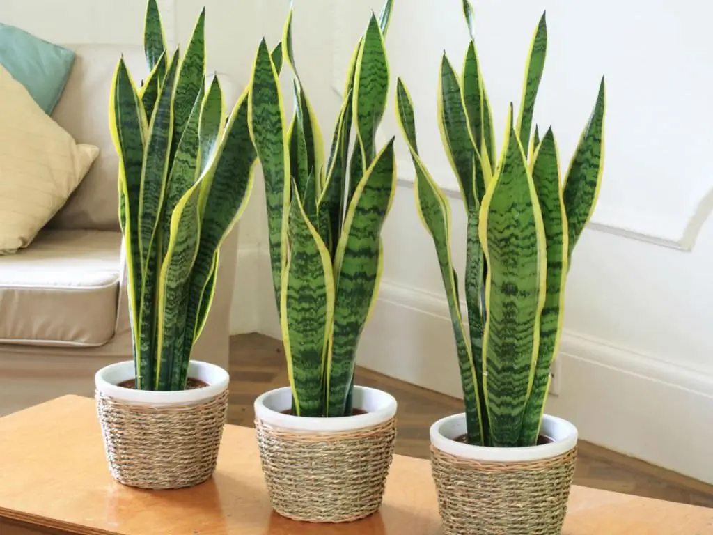 Sansivieria, or mother-in-law's tongue