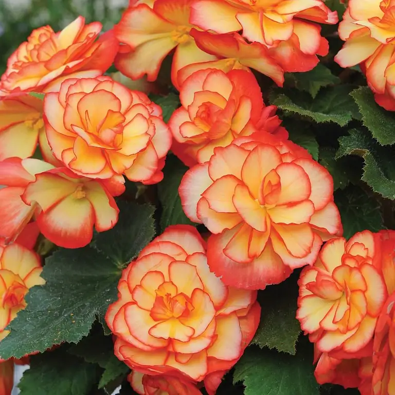 begonia tanaman dalam ruangan