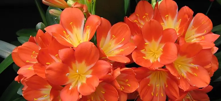 Clivia værelse