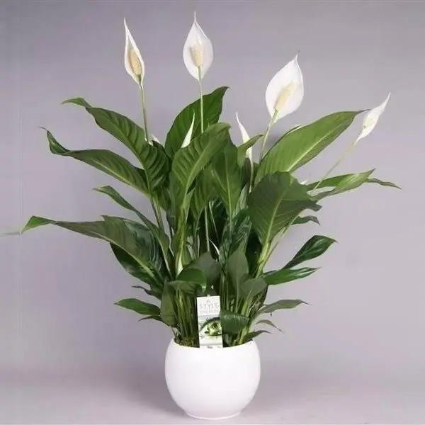 Spathiphyllum værelse