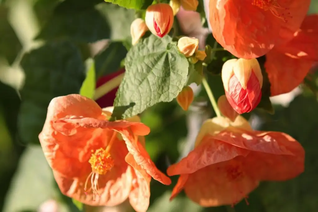 rastlina abutilon