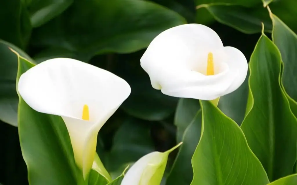 calla etiopiană