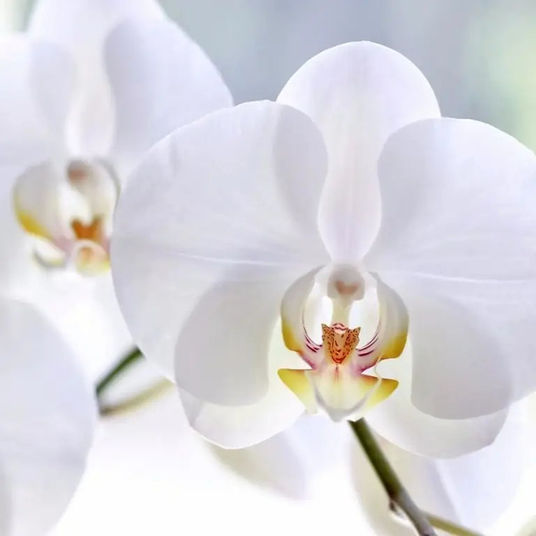 sobna phalaenopsis