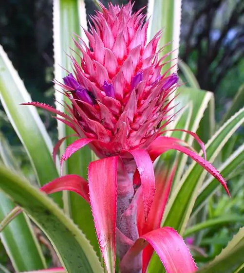 pineapple flower photo