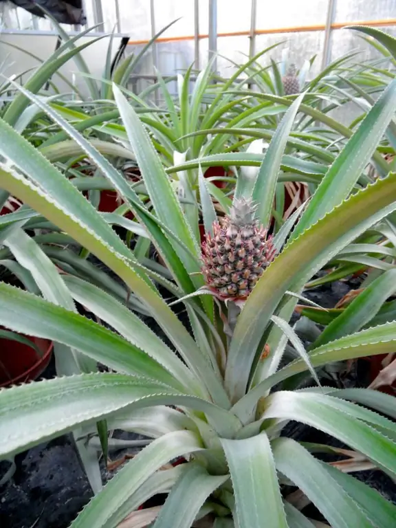 fiore simile alla foto dell'ananas