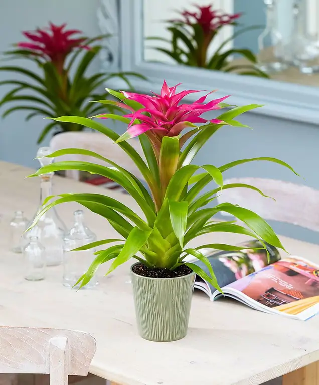 indoor flower similar to pineapple name