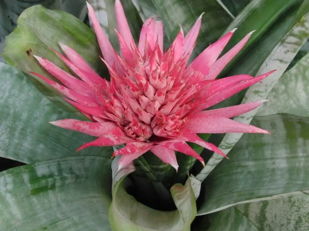 pineapple flower how to care