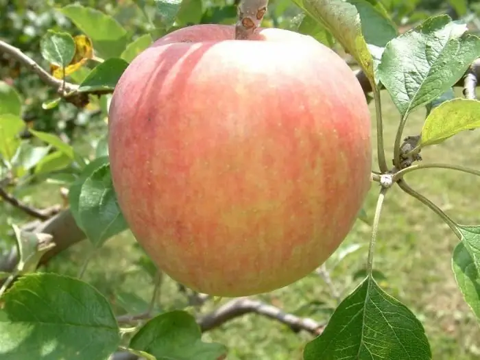 Variedades de verano de manzanos