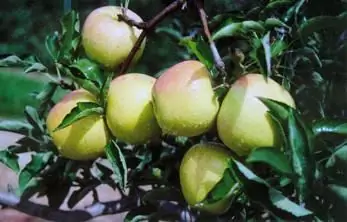 Zomervariëteiten van appelbomen voor de regio Moskou