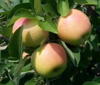 Zomerzoete soorten appelbomen