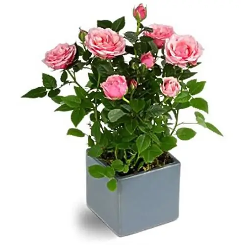 Indoor Rose ist der Geburtsort der Pflanze