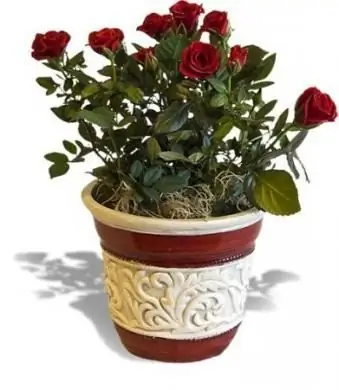 Indoor-Blume Rose