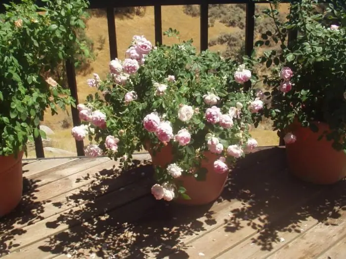 salle de la maison rose