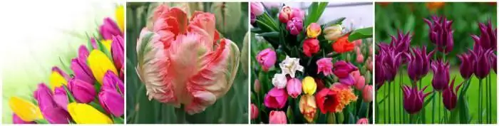 hoe om tulpe in die herfs te plant