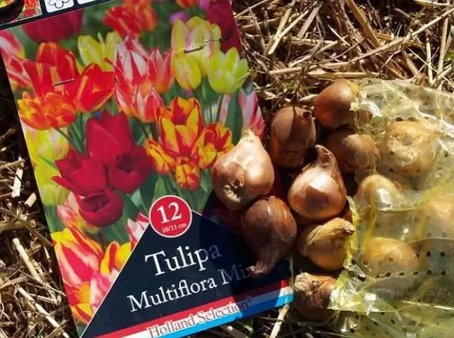 Beschreibung der mehrblütigen Tulpe