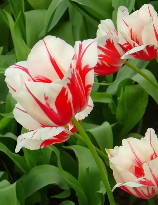 tulipas de várias flores