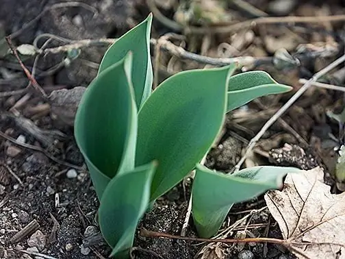 tulipa antoinette multiflora