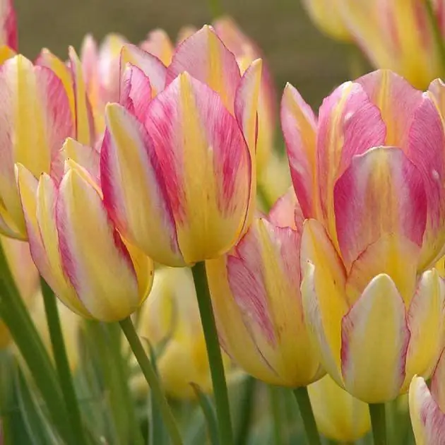 beschrijving meerbloemige tulp