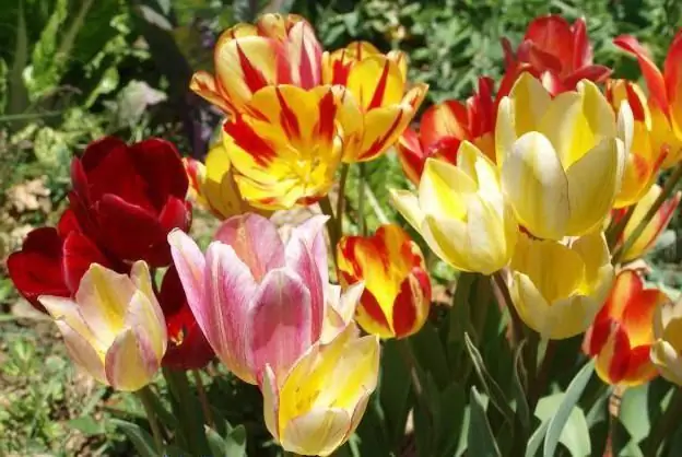 tulipa Quebec