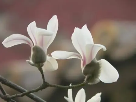 magnolia grandiflora