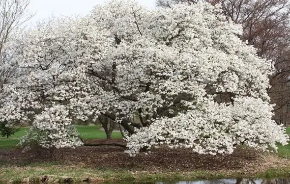 Anbau von Magnolia Grandiflora