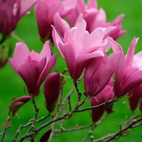 magnolia grandiflora fotosurati