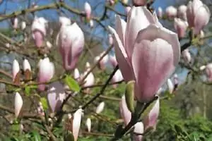 magnolia grandiflora noaptea este fragedă