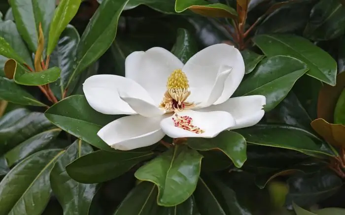 Magnolia grandiflora dauginimasis