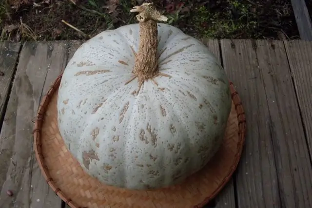 Pumpkin on the table