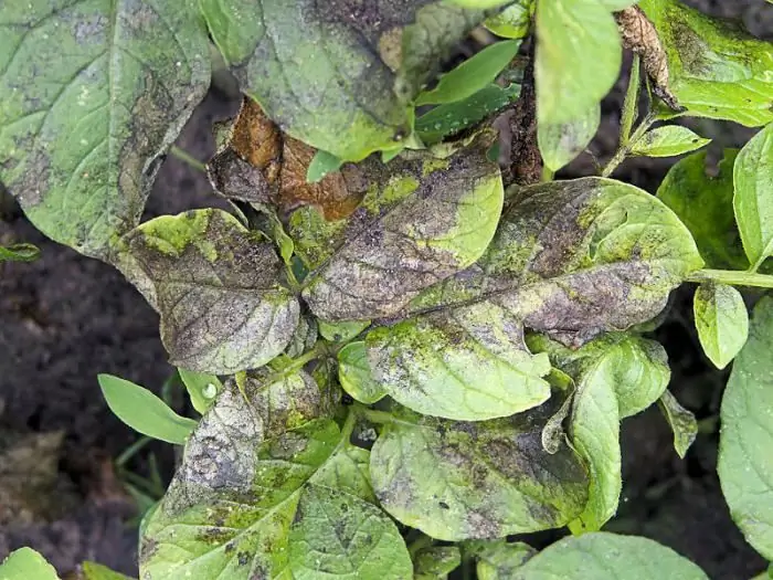 fight against late blight