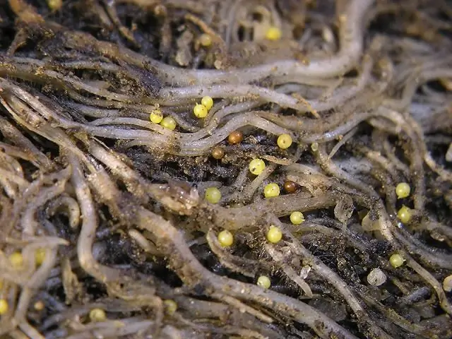 nematode disease