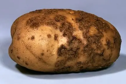 parsh potato disease