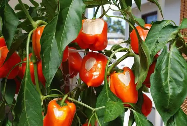 pepper cultivation and care in the open field