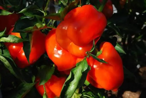 komplex gödningsmedel för plantor av tomater och paprika