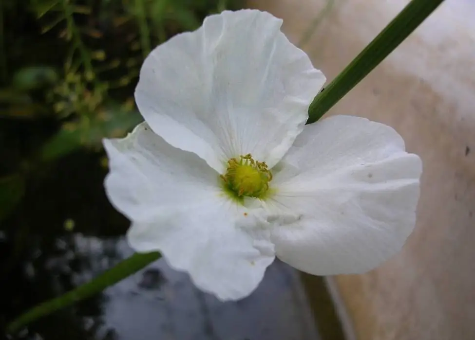 Echinodorus-Blüte