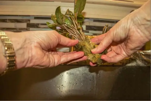 Plantando Echinodorus Uruguay