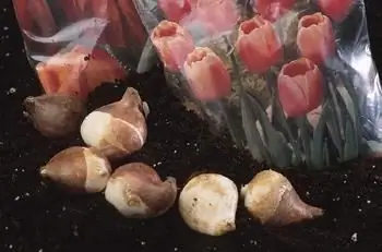 où stocker les bulbes de tulipes