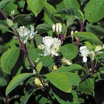 እውነተኛ honeysuckle